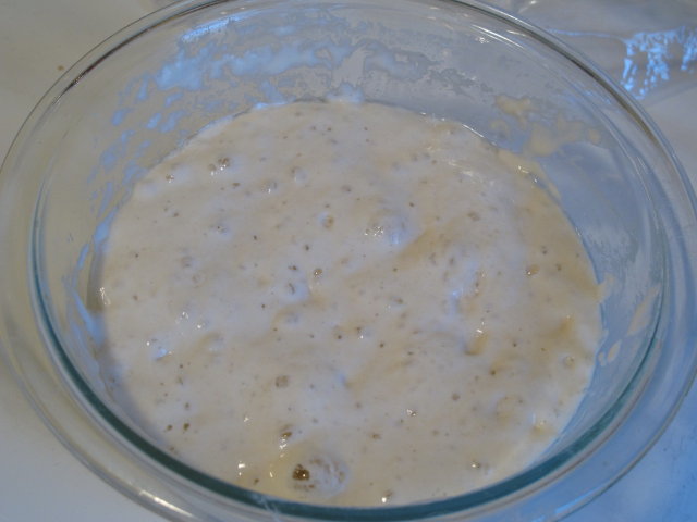 Starter After 2 Feeds.JPG